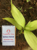 Soaps - Bamboo Charcoal